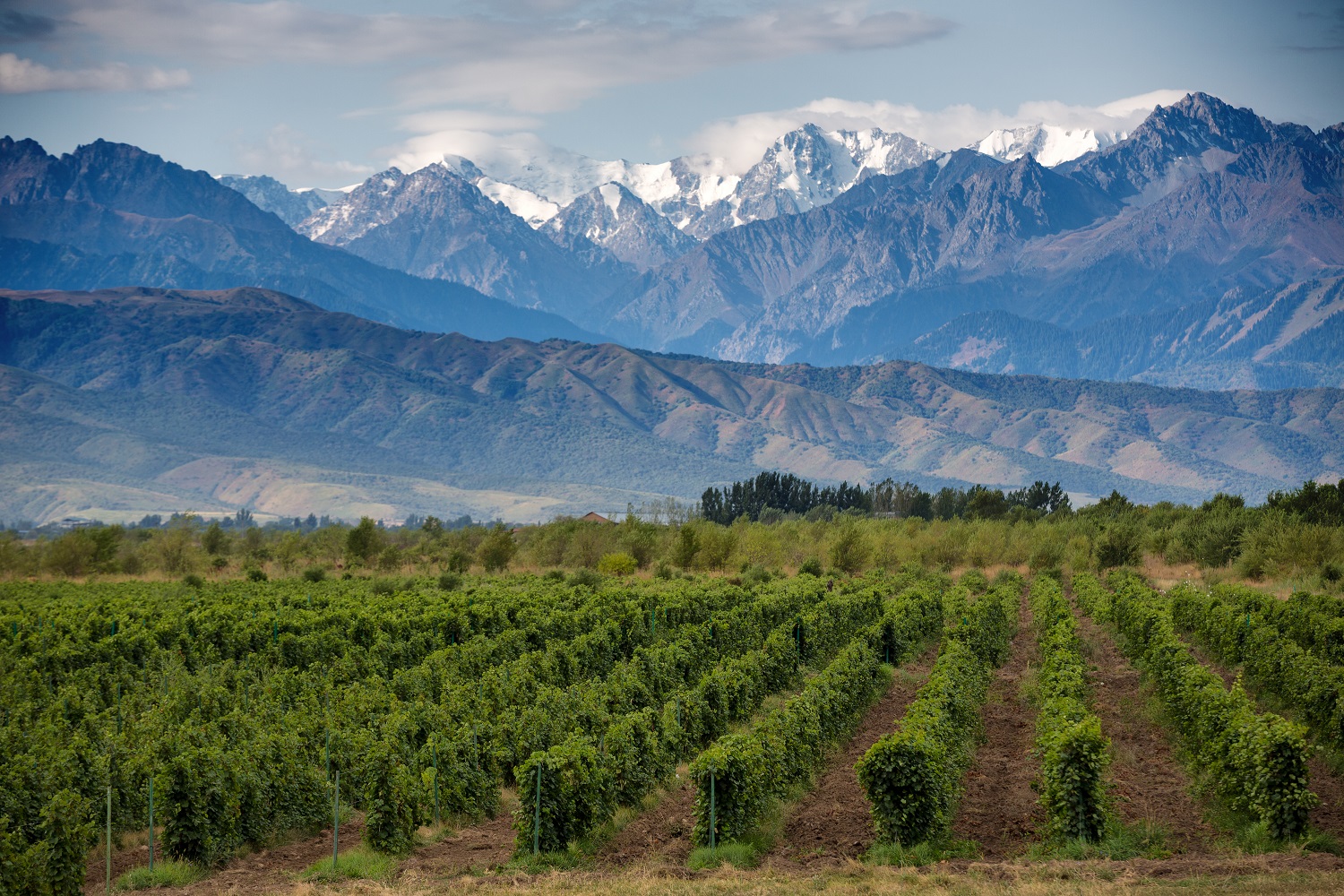 Mendoza Enogastronômica